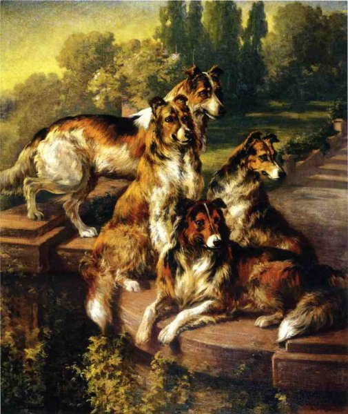 Collie Dogs in Formal Garden