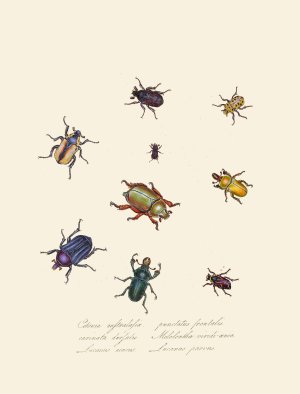 An epitome of the natural history of the insects of New Holland, New Zealand Pl.01 by Edward Donovan Oil Painting