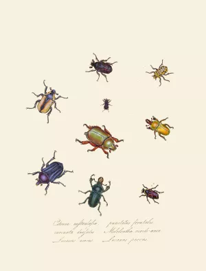 An epitome of the natural history of the insects of New Holland, New Zealand Pl.01 by Edward Donovan Oil Painting