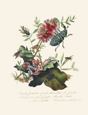 An epitome of the natural history of the insects of New Holland, New Zealand Pl.03 by Edward Donovan Oil Painting
