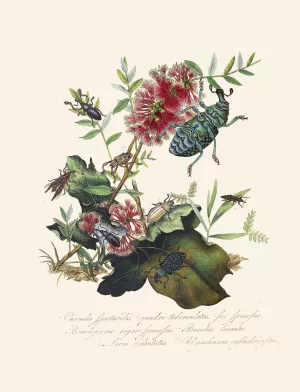 An epitome of the natural history of the insects of New Holland, New Zealand Pl.03 by Edward Donovan Oil Painting