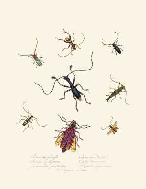 An epitome of the natural history of the insects of New Holland, New Zealand Pl.04 by Edward Donovan Oil Painting
