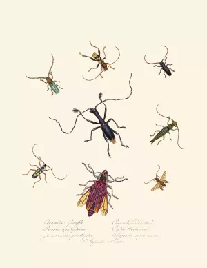 An epitome of the natural history of the insects of New Holland, New Zealand Pl.04 Oil painting by Edward Donovan