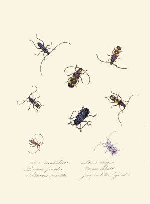 An epitome of the natural history of the insects of New Holland, New Zealand Pl.05 by Edward Donovan Oil Painting