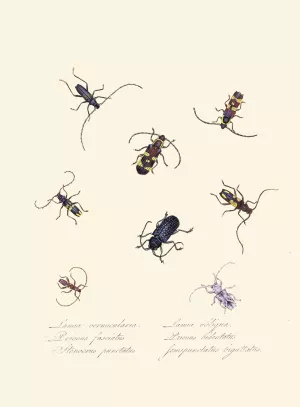 An epitome of the natural history of the insects of New Holland, New Zealand Pl.05 by Edward Donovan Oil Painting