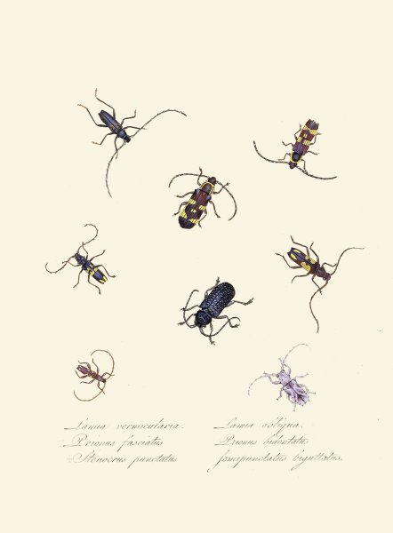 An epitome of the natural history of the insects of New Holland, New Zealand Pl.05  by Edward Donovan - Hand-Painted Oil Painting Reproduction