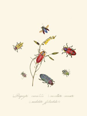 An epitome of the natural history of the insects of New Holland, New Zealand Pl.06 by Edward Donovan Oil Painting