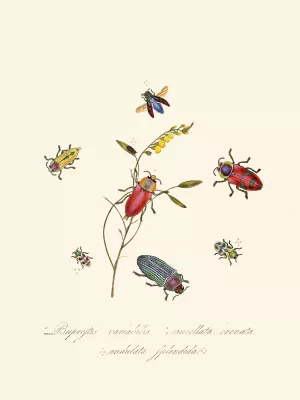 An epitome of the natural history of the insects of New Holland, New Zealand Pl.06 by Edward Donovan Oil Painting