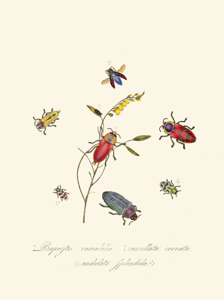 An epitome of the natural history of the insects of New Holland, New Zealand Pl.06  by Edward Donovan - Hand-Painted Oil Painting Reproduction