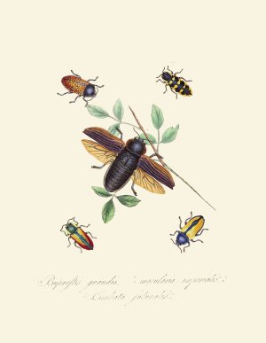 An epitome of the natural history of the insects of New Holland, New Zealand Pl.07 by Edward Donovan Oil Painting