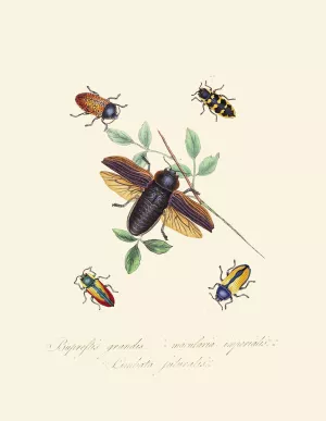 An epitome of the natural history of the insects of New Holland, New Zealand Pl.07 by Edward Donovan Oil Painting