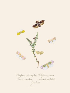 An epitome of the natural history of the insects of New Holland, New Zealand Pl.08 by Edward Donovan Oil Painting