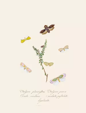 An epitome of the natural history of the insects of New Holland, New Zealand Pl.08 by Edward Donovan Oil Painting