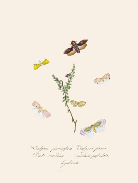 An epitome of the natural history of the insects of New Holland, New Zealand Pl.08  by Edward Donovan - Hand-Painted Oil Painting Reproduction