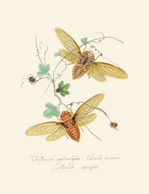 An epitome of the natural history of the insects of New Holland, New Zealand Pl.09 by Edward Donovan Oil Painting