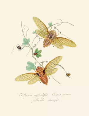 An epitome of the natural history of the insects of New Holland, New Zealand Pl.09 by Edward Donovan Oil Painting