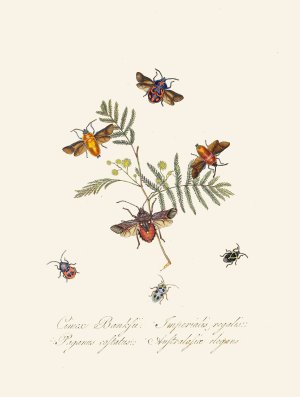 An epitome of the natural history of the insects of New Holland, New Zealand Pl.10 by Edward Donovan Oil Painting