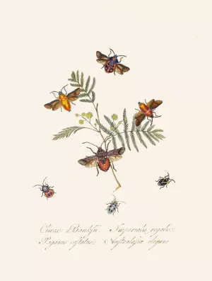 An epitome of the natural history of the insects of New Holland, New Zealand Pl.10 by Edward Donovan Oil Painting