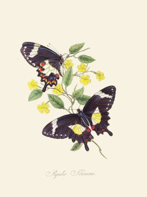 An epitome of the natural history of the insects of New Holland, New Zealand Pl.12 Oil painting by Edward Donovan
