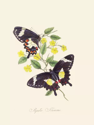 An epitome of the natural history of the insects of New Holland, New Zealand Pl.12 Oil painting by Edward Donovan