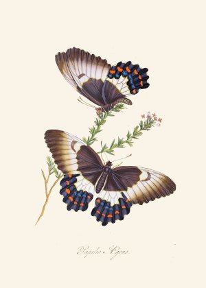 An epitome of the natural history of the insects of New Holland, New Zealand Pl.13 by Edward Donovan Oil Painting