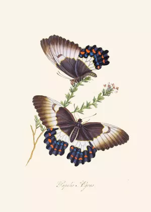 An epitome of the natural history of the insects of New Holland, New Zealand Pl.13 by Edward Donovan Oil Painting