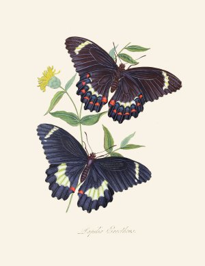 An epitome of the natural history of the insects of New Holland, New Zealand Pl.14 Oil painting by Edward Donovan