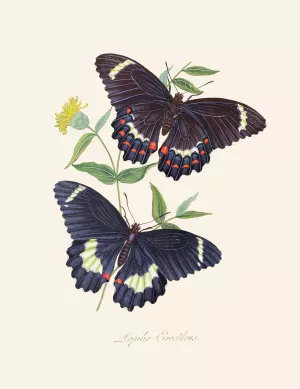 An epitome of the natural history of the insects of New Holland, New Zealand Pl.14 Oil painting by Edward Donovan