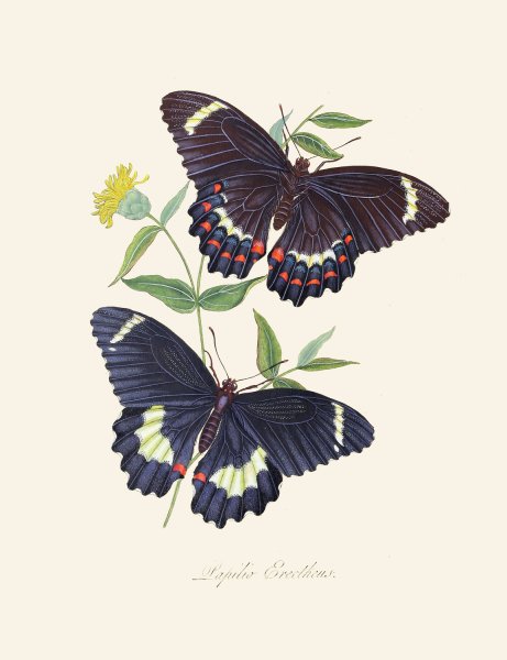 Main Product Photo of An epitome of the natural history of the insects of New Holland, New Zealand Pl.14  Painting by Edward Donovan