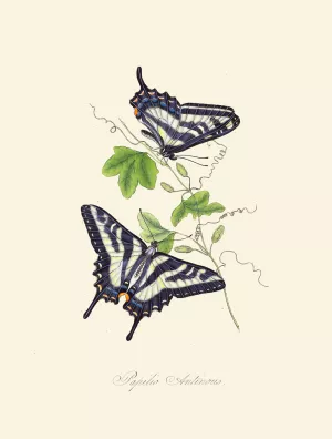 An epitome of the natural history of the insects of New Holland, New Zealand Pl.15 by Edward Donovan Oil Painting