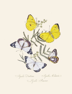 An epitome of the natural history of the insects of New Holland, New Zealand Pl.16 by Edward Donovan Oil Painting