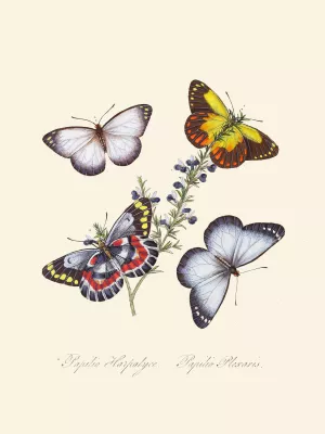 An epitome of the natural history of the insects of New Holland, New Zealand Pl.17 by Edward Donovan Oil Painting