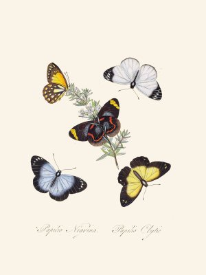 An epitome of the natural history of the insects of New Holland, New Zealand Pl.18 by Edward Donovan Oil Painting