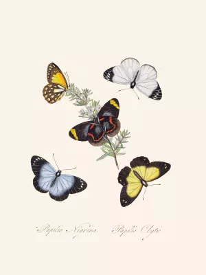 An epitome of the natural history of the insects of New Holland, New Zealand Pl.18 by Edward Donovan Oil Painting