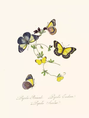 An epitome of the natural history of the insects of New Holland, New Zealand Pl.19 by Edward Donovan Oil Painting