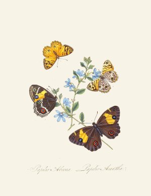 An epitome of the natural history of the insects of New Holland, New Zealand Pl.21 by Edward Donovan Oil Painting