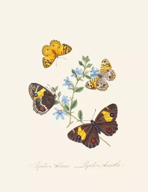 An epitome of the natural history of the insects of New Holland, New Zealand Pl.21 by Edward Donovan Oil Painting