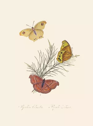 An epitome of the natural history of the insects of New Holland, New Zealand Pl.22 by Edward Donovan Oil Painting