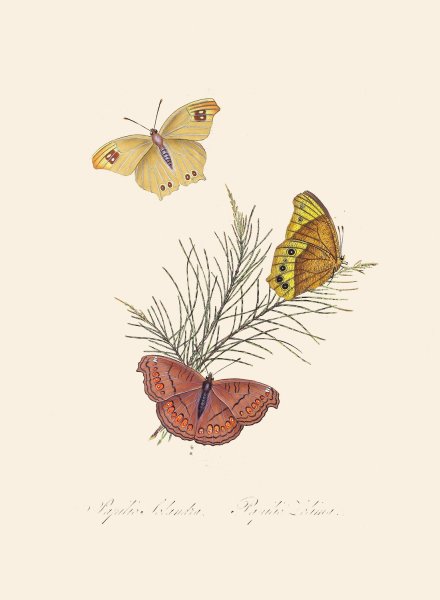 An epitome of the natural history of the insects of New Holland, New Zealand Pl.22  by Edward Donovan - Hand-Painted Oil Painting Reproduction