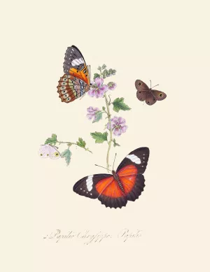 An epitome of the natural history of the insects of New Holland, New Zealand Pl.23 Oil painting by Edward Donovan