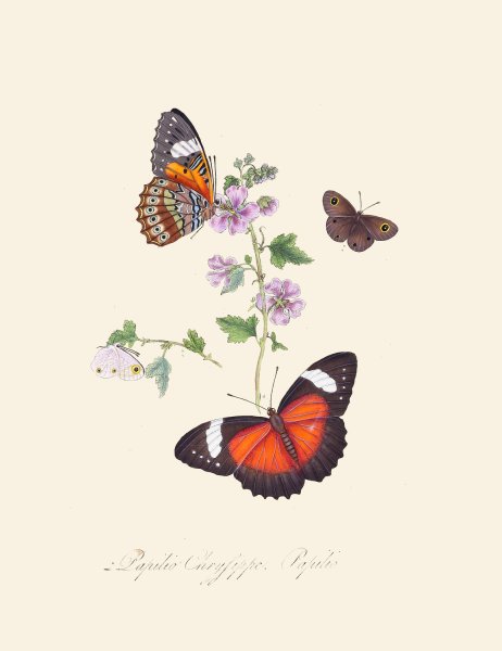 An epitome of the natural history of the insects of New Holland, New Zealand Pl.23  by Edward Donovan - Hand-Painted Oil Painting Reproduction