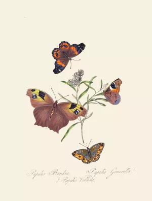 An epitome of the natural history of the insects of New Holland, New Zealand Pl.24 by Edward Donovan Oil Painting