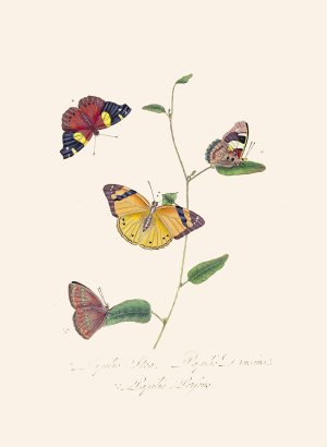 An epitome of the natural history of the insects of New Holland, New Zealand Pl.25 by Edward Donovan Oil Painting