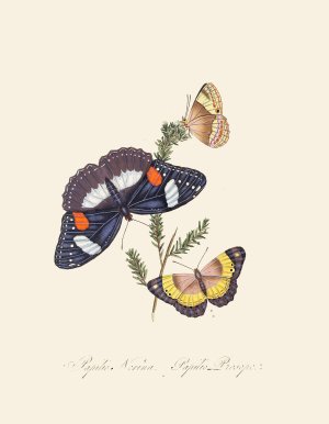An epitome of the natural history of the insects of New Holland, New Zealand Pl.26 by Edward Donovan Oil Painting