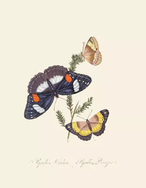 An epitome of the natural history of the insects of New Holland, New Zealand Pl.26 by Edward Donovan Oil Painting