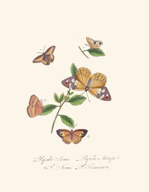 An epitome of the natural history of the insects of New Holland, New Zealand Pl.27 by Edward Donovan Oil Painting