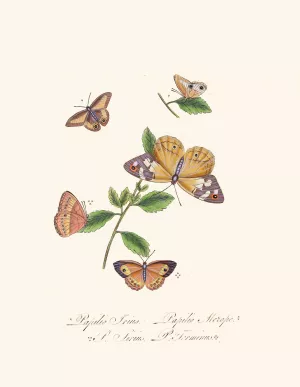 An epitome of the natural history of the insects of New Holland, New Zealand Pl.27 by Edward Donovan Oil Painting