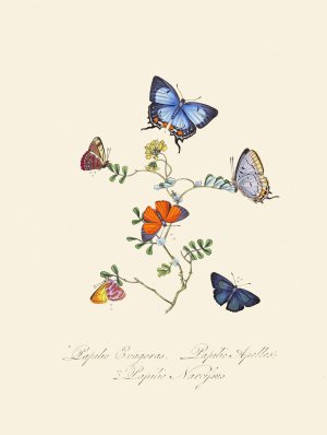 An epitome of the natural history of the insects of New Holland, New Zealand Pl.29 by Edward Donovan Oil Painting
