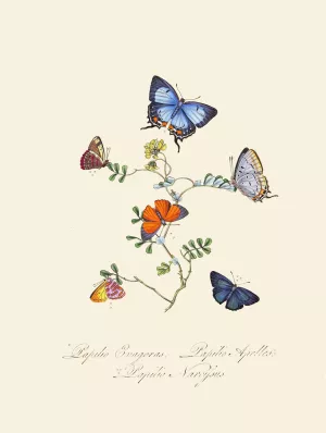An epitome of the natural history of the insects of New Holland, New Zealand Pl.29 by Edward Donovan Oil Painting