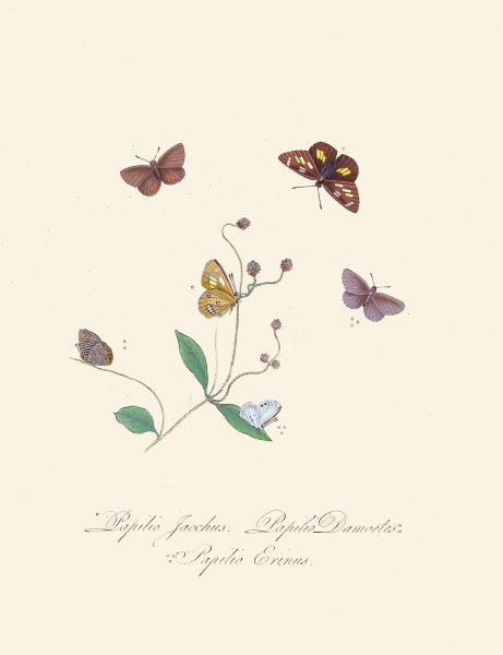 An epitome of the natural history of the insects of New Holland, New Zealand Pl.30  by Edward Donovan - Hand-Painted Oil Painting Reproduction